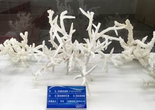 说明:L:\88038威尼斯检测中心宣传片素材\88038威尼斯检测中心2016微信公众号推送文件\照片\南海珊瑚礁生物标本馆以及部分科考展品-2.jpg